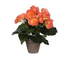 Mica Decorations - Mica Begonia im Topf lachs, 25 x 20 cm Kunstpflanzen Mica Decorations - Mica Begonia im Topf lachs, 25 x 20 cm Kunstpflanzen von MICA DECORATIONS
