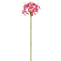 Mica Decorations Kunstpflanze Nerine dunkelrosa 59 cm Mica Decorations Kunstpflanze Nerine dunkelrosa 59 cm von MICA DECORATIONS