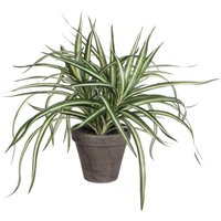 Mica Decorations - Mica Dracaena weiß im grauen Topf 34 x 40 cm Kunstpflanzen Mica Decorations - Mica Dracaena weiß im grauen Topf 34 x 40 cm Kunstpflanzen von MICA DECORATIONS