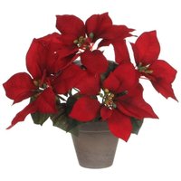 EDM - Mica Weihnachtsstern rot im Topf 27 x 35 cm Weihnachtsstern EDM - Mica Weihnachtsstern rot im Topf 27 x 35 cm Weihnachtsstern von EDM