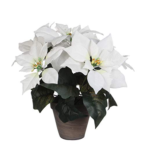 Poinsettia Weiss in Topf Stan grau d13,5cm-h30xd33cm, 30 von MICA Decorations