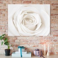 Glasbild - Pretty White Rose - Quer 3:4 - Blumenbild Glas Größe HxB: 75cm x 100cm von MICASIA