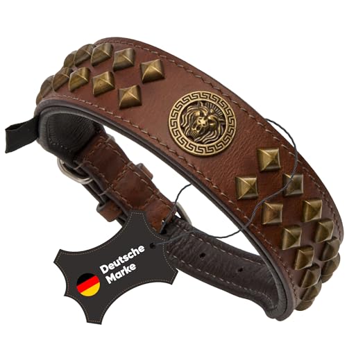 MICHUR Diego Braun 1. Wahl !! Hundehalsband Leder Lederhalsband Hund Halsband Löwenkopf Nieten Messing Optik Braun Gold von MICHUR OUR WORLD OF PETS FINEST