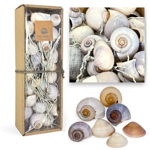 MIJOMA Deko Muschelset – Natürliche Muscheln für kreative Dekoration – Perfekt für Maritime Themen, Hochzeiten & DIY-Projekte (Grau, Große Box - ca. 50 Stück) von MIJOMA