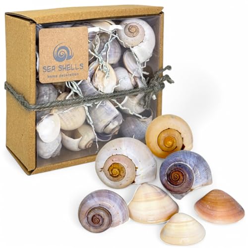 MIJOMA Deko Muschelset – Natürliche Muscheln für kreative Dekoration – Perfekt für Maritime Themen, Hochzeiten & DIY-Projekte (Grau, Kleine Box - ca. 35 Stück) von MIJOMA