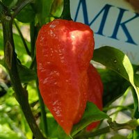Bhut Jolokia, 10 Samen, Capsicum Chinense, Selbst Angebaut | 5 Bhut Jolokia, 10 Samen, Capsicum Chinense, Selbst Angebaut | 5 von MIKELSIMON