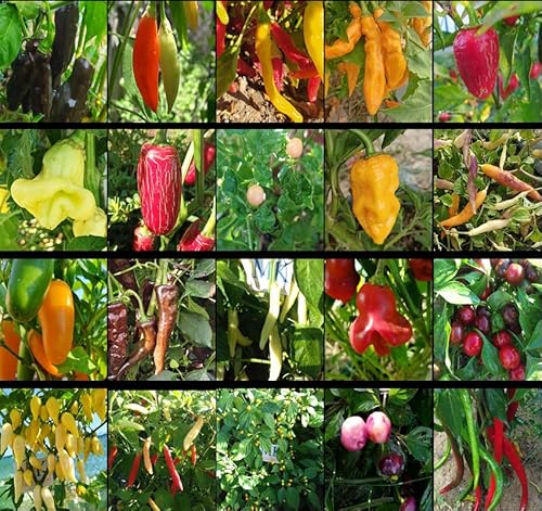 MIKELSIMON Menge der 20 schärfsten Paprika der Welt, 200 Samen, Packung(16) von MIKELSIMON