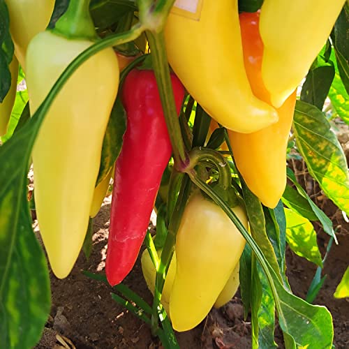 Santa Fe Grande,10 Samen,Capsicum annuum (365) von MIKELSIMON