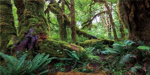 MIRRORANG 120x46cm Tropischer Wald Terrarium Hintergrund Grün Riesiger Baum Reptil Lebensraum Hintergrund Regenwald Aquarium Hintergrund Vinyl Hintergrund von MIRRORANG
