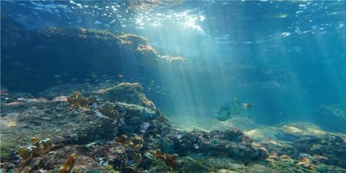 MIRRORANG 120x46cm Unterwasserwelt Aquarium Poster Hintergrund Korallenriff Felsen Aquarium Hintergrund Dekoration für Aquarium von MIRRORANG