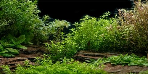 MIRRORANG 120x50cm Aquarium Hintergrund Flussbett & See Wasserpflanze Aquarium Hintergrund Vinyl von MIRRORANG