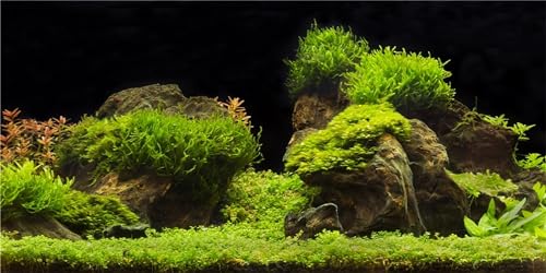 MIRRORANG 120x50cm Aquarium Hintergrund Wasser Gras Fisch Tank Hintergrund Dekoration Wasserpflanze Fisch Tank Hintergrund MIRRORANG 120x50cm Aquarium Hintergrund Wasser Gras Fisch Tank Hintergrund Dekoration Wasserpflanze Fisch Tank Hintergrund von MIRRORANG