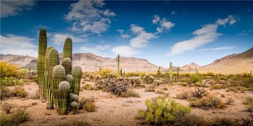MIRRORANG 120x50cm Terrarium Hintergrund Blauer Himmel Wüste Oase Kaktus Reptil Lebensraum Hintergrund Vinyl Hintergrund von MIRRORANG