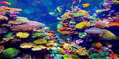 MIRRORANG 120x61cm Aquarium Hintergrund Koralle Tropische Fische Unterwasserwelt Aquarium Hintergrund Langlebig Vinyl Hintergrund Dekoration MIRRORANG 120x61cm Aquarium Hintergrund Koralle Tropische Fische Unterwasserwelt Aquarium Hintergrund Langlebig Vinyl Hintergrund Dekoration von MIRRORANG