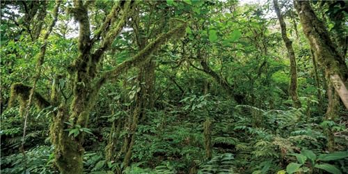 MIRRORANG 120x61cm Deep Forest Terrarium Hintergrund Regenwald Aquarium Hintergrund Tropische riesige Bäume Reptilien Lebensraum Hintergrund Durable Vinyl Hintergrund Poster von MIRRORANG