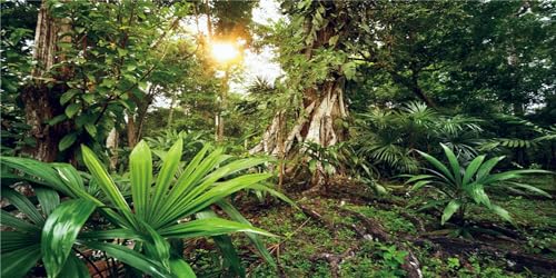 MIRRORANG 120x61cm Deep Forest Terrarium Hintergrund Sonnenschein Tropische Pflanzen Bäume Aquarium Hintergrund Regenwald Reptilien Lebensraum Hintergrund Vinyl von MIRRORANG