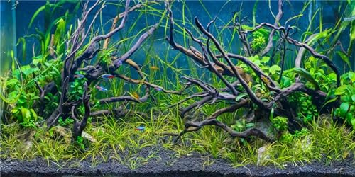MIRRORANG 120x61cm Tropisches Aquarium Hintergrund Flussbett & See Wasserpflanze Unterwasser Baumzweig Aquarium Hintergrund Vinyl von MIRRORANG