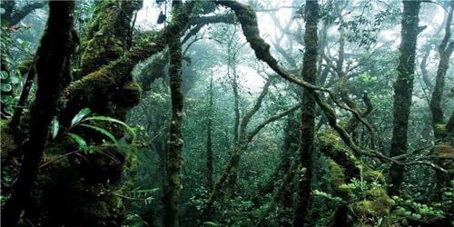 MIRRORANG 180x61cm Foggy Forest Terrarium Hintergrund Deep Rainforest Aquarium Hintergrund Grüner Baum Reptil Lebensraum Hintergrund Durable Vinyl Hintergrund von MIRRORANG
