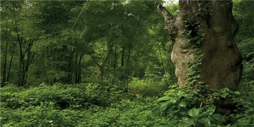 MIRRORANG 180x61cm Haltbarer Vinyl Hintergrundn Tropischer Wald Terrarium Hintergrund Riesiger Baum Reptilien Lebensraum Hintergrund Regenwald Aquarium Hintergrund von MIRRORANG
