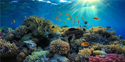 MIRRORANG 61x30cm Langlebige Vinyl Aquarium Hintergrund Koralle Tropische Fische Unterwasserwelt Aquarium Hintergrund von MIRRORANG
