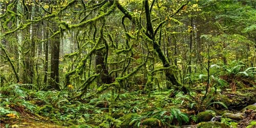 MIRRORANG 61x30cm Terrarium Hintergrund Tropisches Aquarium Hintergrund Grüner Baum Regenwald Reptilien Lebensraum Hintergrund Haltbarer Vinyl Hintergrund von MIRRORANG