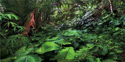 MIRRORANG 61x41cm Regenwald Terrarium Hintergrund Deep Forest Aquarium Hintergrund Tropische Pflanzen Reptilien Lebensraum Hintergrund Durable Vinyl Hintergrund von MIRRORANG