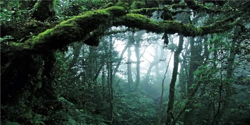 MIRRORANG 76x46cm Deep Forest Terrarium Hintergrund Foggy Regenwald Aquarium Hintergrund Grüner Baum Reptil Lebensraum Hintergrund Vinyl Hintergrund von MIRRORANG