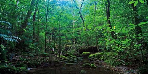 MIRRORANG 76x46cm Deep Forest Terrarium Hintergrund Tropische Pflanzen Wasser See Aquarium Hintergrund Regenwald Reptilien Lebensraum Hintergrund Durable Vinyl Hintergrund von MIRRORANG