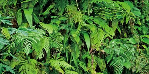 MIRRORANG 91x41cm Tropisches Terrarium Hintergrund Tropische Pflanzen Blätter Aquarium Hintergrund Regenwald Reptilien Lebensraum Hintergrund Langlebig Vinyl Hintergrund von MIRRORANG