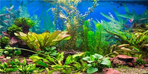 MIRRORANG 91x50cm Aquarium Hintergrund Wasserpflanze Flussbett & See Aquarium Poster Hintergrund Vinyl Hintergrund von MIRRORANG