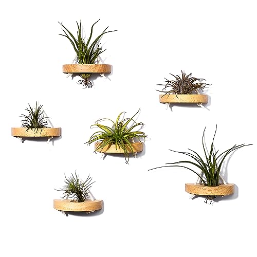 MITIME Luftpflanzenhalter, kleiner Luftpflanzen-Display-Ständer.Wandhalterung, um Platz zu sparen, Wanddekoration(Pflanzen nicht enthalten) (6er Set) von MITIME