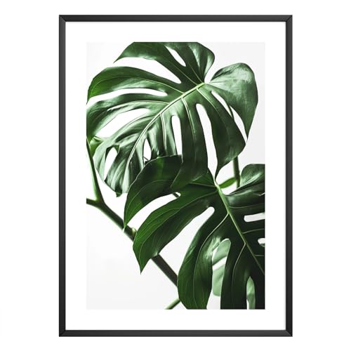 MJ-Graphics® - Kunstdruck Monstera Pflanze - Fotografie grüne Pflanze - Wandbild Din A3 in Galerie Qualität dickes 300g Posterpapier - Natur Bild Raumdeko Wohnzimmer & Schlafzimmer - ohne Bilderrahmen von MJ-GRAPHICS