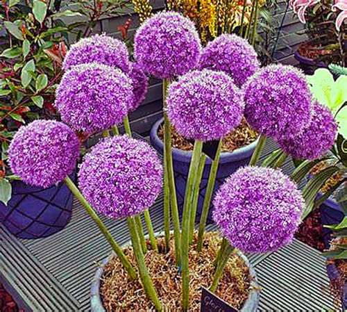 Allium Rhizome,Allium Giganteum Rhizome,Winterhart MehrjäHrig,Allium Rhizome Winterhart-3 Rhizome-b von MJKIJBBO