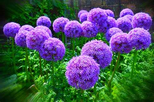 Allium Rhizome,Allium Giganteum Rhizome,Winterhart MehrjäHrig,Allium Rhizome Winterhart-3 Rhizome-j von MJKIJBBO