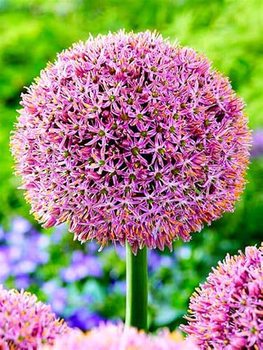 Allium Rhizome,Allium Giganteum Rhizome,Winterhart MehrjäHrig,Allium Rhizome Winterhart-5 Rhizome-d von MJKIJBBO