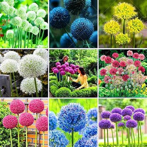 Allium Rhizome,Allium Giganteum Rhizome,Winterhart MehrjäHrig,Allium Rhizome Winterhart-5 Rhizome-g von MJKIJBBO