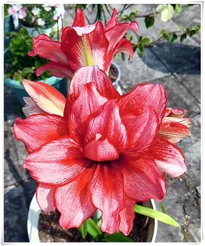 Amarylliszwiebel,Blumenzwiebel,MehrjäHrig,Amaryllis Pflanze,Amaryllis Papilio,Winterhart MehrjäHrig-4zwiebeln-G Amarylliszwiebel,Blumenzwiebel,MehrjäHrig,Amaryllis Pflanze,Amaryllis Papilio,Winterhart MehrjäHrig-4zwiebeln-G von MJKIJBBO