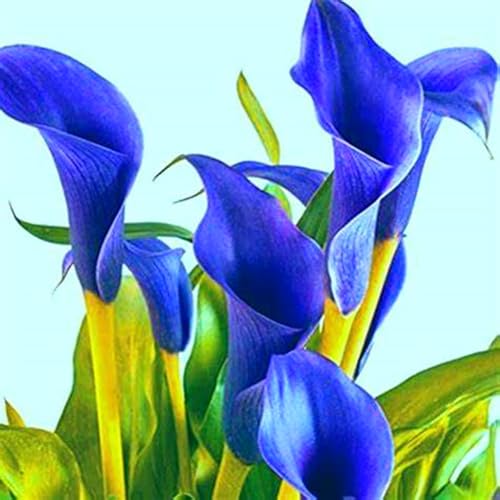 Calla-Lilienzwiebeln,Calla Pflanze Knolle,Calla Lily Plant,Calla Winterhart,Winterharte Stauden-10zwiebeln -D Calla-Lilienzwiebeln,Calla Pflanze Knolle,Calla Lily Plant,Calla Winterhart,Winterharte Stauden-10zwiebeln -D von MJKIJBBO