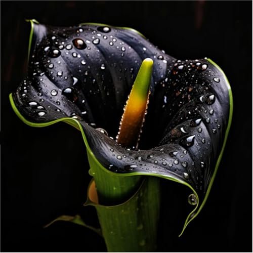 Calla-Lilienzwiebeln,Calla Pflanze Knolle,Calla Lily Plant,Calla Winterhart,Winterharte Stauden-10zwiebeln -I Calla-Lilienzwiebeln,Calla Pflanze Knolle,Calla Lily Plant,Calla Winterhart,Winterharte Stauden-10zwiebeln -I von MJKIJBBO