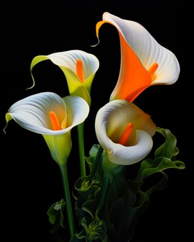 Calla-Lilienzwiebeln,Calla Pflanze Knolle,Calla Lily Plant,Calla Winterhart,Winterharte Stauden-8zwiebeln -B Calla-Lilienzwiebeln,Calla Pflanze Knolle,Calla Lily Plant,Calla Winterhart,Winterharte Stauden-8zwiebeln -B von MJKIJBBO