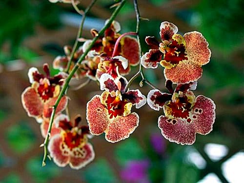 Cymbidium Rhizome,Winterhart TopfRhizome,Cymbidium Rhizome,Winterhart MehrjäHrig,Dekorieren Schlafzimmer-10zwiebeln-J von MJKIJBBO