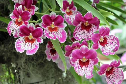 Cymbidium Rhizome,Winterhart TopfRhizome,Cymbidium Rhizome,Winterhart MehrjäHrig,Dekorieren Schlafzimmer-15zwiebeln-G von MJKIJBBO