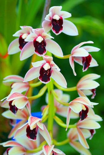 Cymbidium Rhizome,Winterhart TopfRhizome,Cymbidium Rhizome,Winterhart MehrjäHrig,Dekorieren Schlafzimmer-5zwiebeln-C von MJKIJBBO