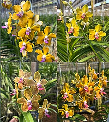 Cymbidium Rhizome,Winterhart TopfRhizome,Cymbidium Rhizome,Winterhart MehrjäHrig,Dekorieren Schlafzimmer-5zwiebeln-I von MJKIJBBO