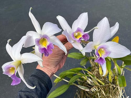 Cymbidium Rhizome,Winterhart TopfRhizome,Cymbidium Rhizome,Winterhart MehrjäHrig,Dekorieren Schlafzimmer-8zwiebeln-B von MJKIJBBO