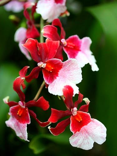 Cymbidium Rhizome,Winterhart TopfRhizome,Cymbidium Rhizome,Winterhart MehrjäHrig,Dekorieren Schlafzimmer-8zwiebeln-F von MJKIJBBO