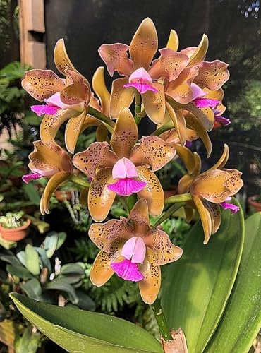 Cymbidium Zwiebeln,Winterhart Topfpflanze,Cymbidium Pflanzen,Winterhart MehrjäHrig,Dekorieren Schlafzimmer-3zwiebeln-E Cymbidium Zwiebeln,Winterhart Topfpflanze,Cymbidium Pflanzen,Winterhart MehrjäHrig,Dekorieren Schlafzimmer-3zwiebeln-E von MJKIJBBO