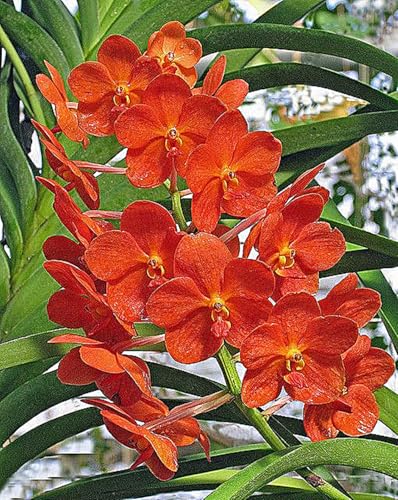 Cymbidium Zwiebeln,Winterhart Topfpflanze,Cymbidium Pflanzen,Winterhart MehrjäHrig,Dekorieren Schlafzimmer-8zwiebeln-D Cymbidium Zwiebeln,Winterhart Topfpflanze,Cymbidium Pflanzen,Winterhart MehrjäHrig,Dekorieren Schlafzimmer-8zwiebeln-D von MJKIJBBO