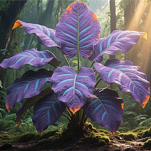 Elefantenohr,Elefantenohr Rhizome,Elefantenohr Winterhart,GroßRhizome,Winterhart MehrjäHrig-8 Rhizome-E Elefantenohr,Elefantenohr Rhizome,Elefantenohr Winterhart,GroßRhizome,Winterhart MehrjäHrig-8 Rhizome-E von MJKIJBBO