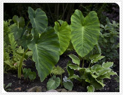 Elefantenohr,Elefantenohr Rhizome,Winterhart MehrjäHrig,Elefantenohr Winterhart,GroßRhizome-5 Rhizome-A von MJKIJBBO